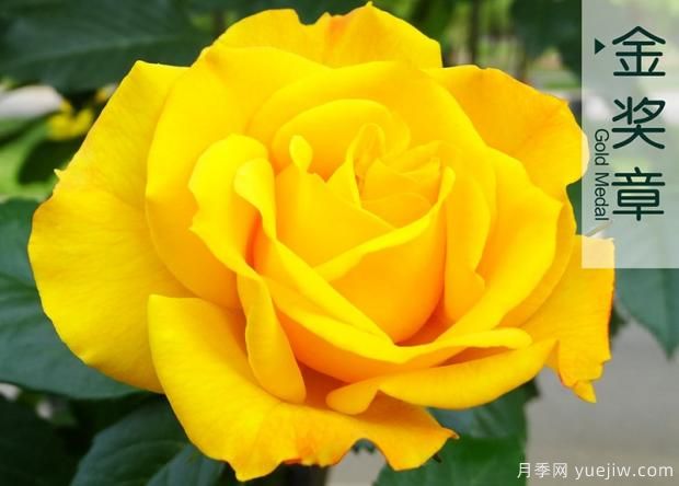 樹(shù)狀月季批發(fā)基地告訴你月季花的澆水原則(圖1)