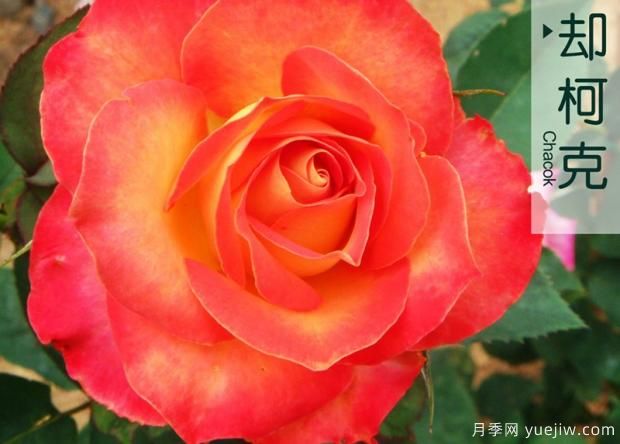 月季的前世今生是怎樣的？如果演變成現(xiàn)在的流行趨勢？(圖1)