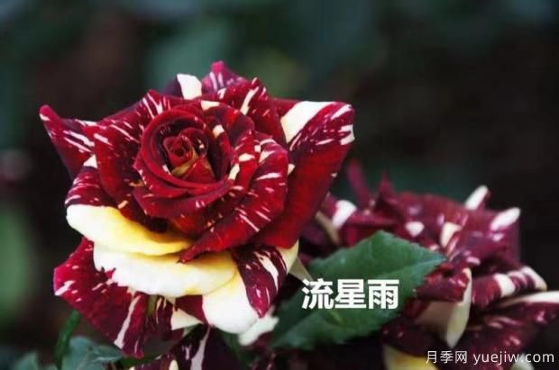 導(dǎo)致月季花黃葉常見的三個原因是什么？大花月季基地告訴你(圖1)