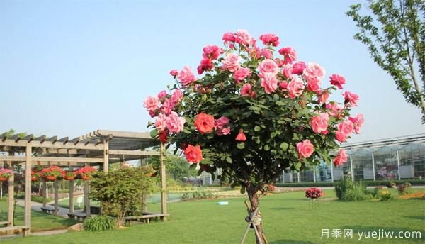 樹狀月季花苗秋天該不該修剪？(圖1)