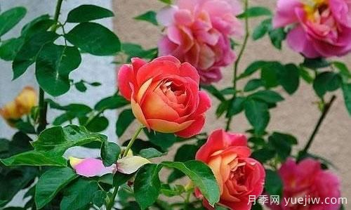 大花月季在日常中，怎么嫁接育苗和管理？(圖1)