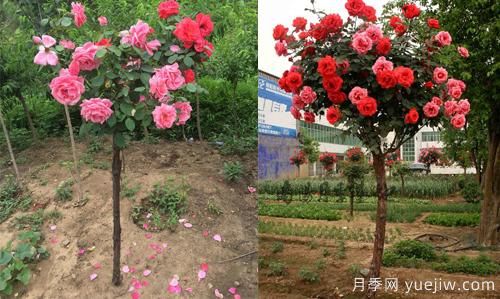河南樹(shù)狀月季基地提醒，盡量別在網(wǎng)上購(gòu)月季了(圖1)