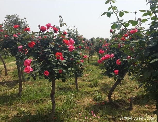 月季花如何做能快速進(jìn)入下一波花期？(圖1)