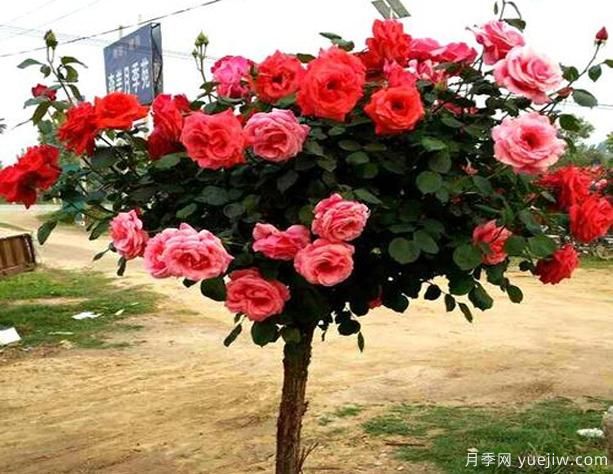 鶴壁樹(shù)狀月季花都有哪些作用功效呢？(圖1)