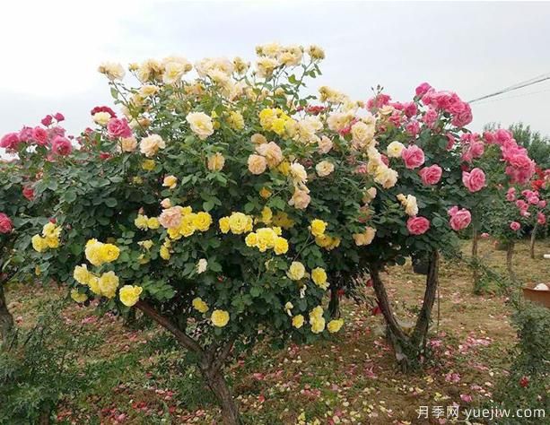 養(yǎng)樹狀月季，有哪些地方是要大家留意呢(圖1)