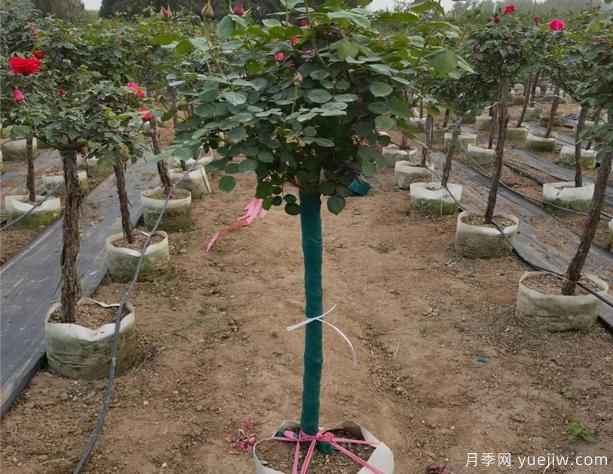 泰安樹(shù)狀月季是否會(huì)變形呢？怎樣避免它變形呢(圖1)