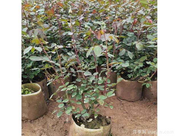月季花河北月季花在四個季節(jié)中，修剪辦法是怎樣的呢？(圖1)