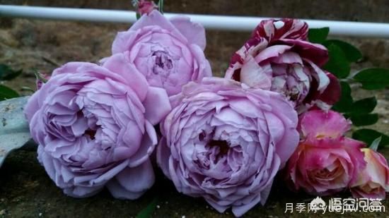 ***香的幾款月季品種是什么？ 什么品種的月季花(圖1)