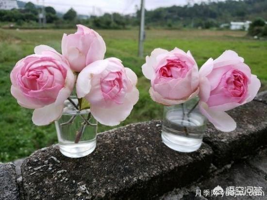 ***香的幾款月季品種是什么？ 什么品種的月季花(圖3)