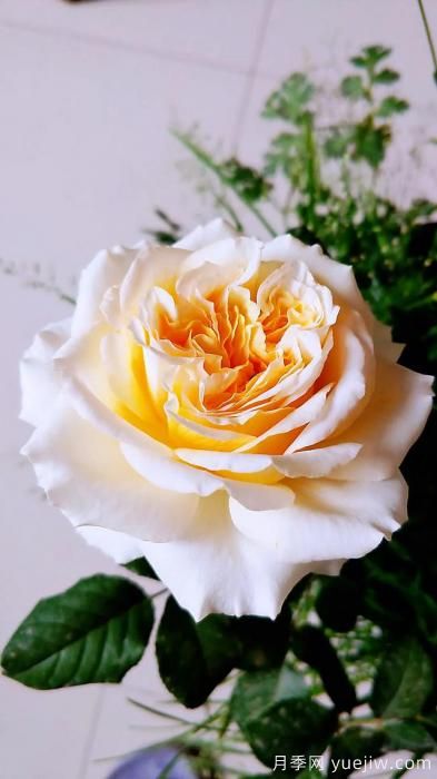 ***香的幾款月季品種是什么？ 什么品種的月季花(圖7)