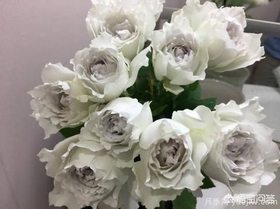 ***香的幾款月季品種是什么？ 什么品種的月季花(圖4)
