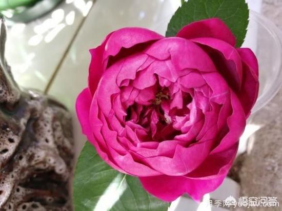 ***香的幾款月季品種是什么？ 什么品種的月季花(圖5)