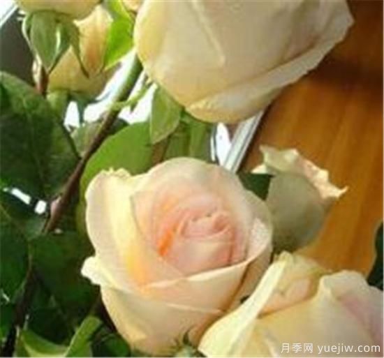 香檳玫瑰怎么養(yǎng) 香檳玫瑰的養(yǎng)殖方法和注意事項(圖2)