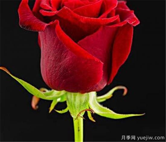 紅玫瑰的花語和寓意大全 粉紅玫瑰適合送給誰(圖2)