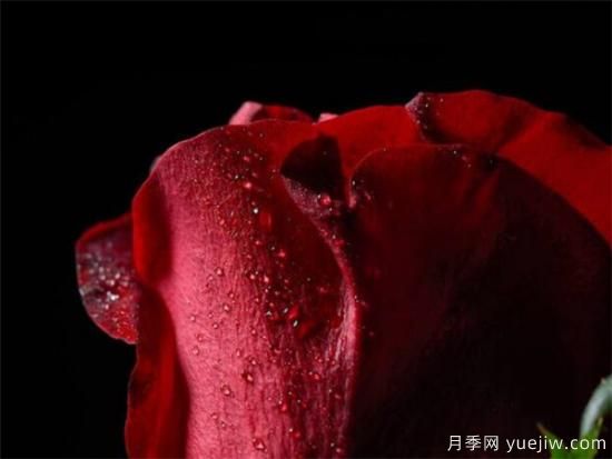 紅玫瑰的花語和寓意大全 粉紅玫瑰適合送給誰(圖3)