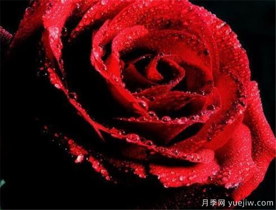 紅玫瑰的花語和寓意大全 粉紅玫瑰適合送給誰(圖1)