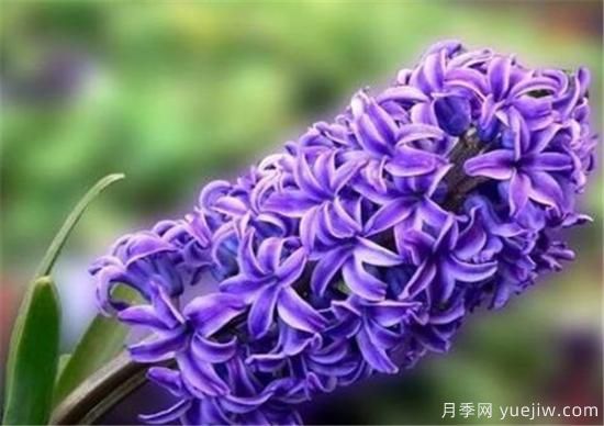 風(fēng)信子花期是幾月份 風(fēng)信子的花語(yǔ)和寓意和傳說(shuō)是什么(圖1)