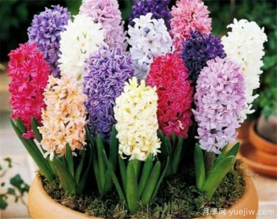 風(fēng)信子花期是幾月份 風(fēng)信子的花語(yǔ)和寓意和傳說(shuō)是什么(圖2)