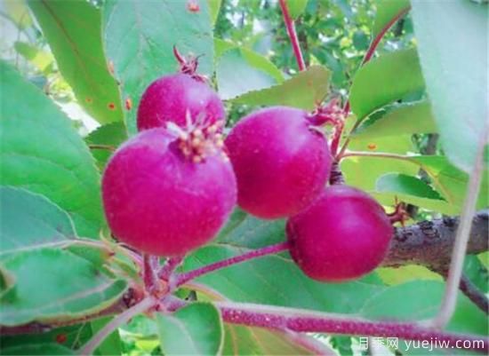 薔薇花結(jié)的果實(shí)有用嗎 野薔薇的果實(shí)可以吃嗎(圖2)