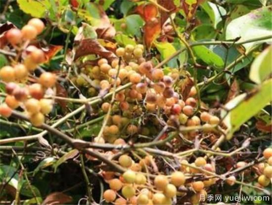 薔薇花結(jié)的果實(shí)有用嗎 野薔薇的果實(shí)可以吃嗎(圖1)