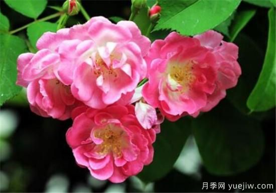 薔薇樹(shù)嫁接月季時(shí)間和方法 薔薇枝嫁接月季技術(shù)要點(diǎn)(圖1)
