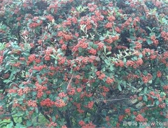 紅豆樹盆景制作方法 紅豆樹盆栽養(yǎng)殖方法和注意事項(xiàng)(圖3)