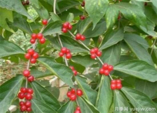 紅豆樹盆景制作方法 紅豆樹盆栽養(yǎng)殖方法和注意事項(xiàng)(圖1)
