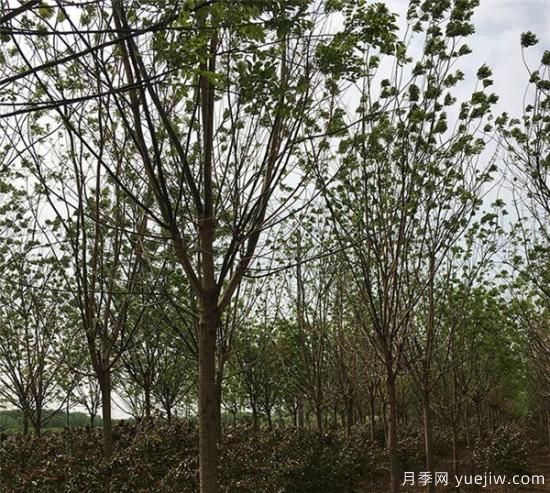 國(guó)槐的種植間距你覺(jué)得應(yīng)該如何控制比較好(圖1)