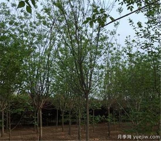 國(guó)槐的種植間距你覺(jué)得應(yīng)該如何控制比較好(圖3)