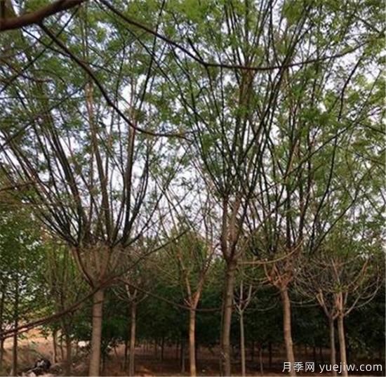 國(guó)槐的種植間距你覺(jué)得應(yīng)該如何控制比較好(圖2)