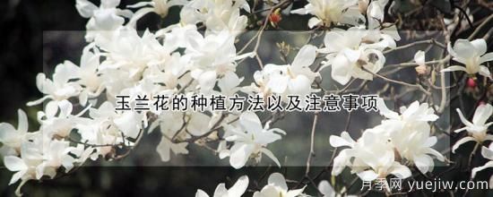 玉蘭花的種植方法以及注意事項(xiàng)(圖1)
