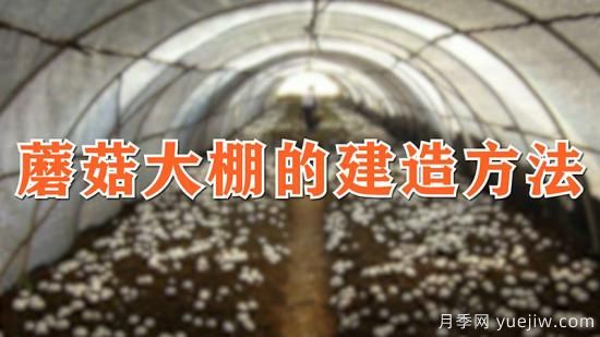 蘑菇大棚的建造方法(圖1)