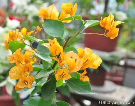三角梅有哪些品種，常見的三角梅品種大全(圖7)