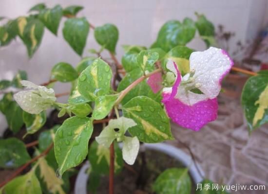 三角梅有哪些品種，常見的三角梅品種大全(圖8)