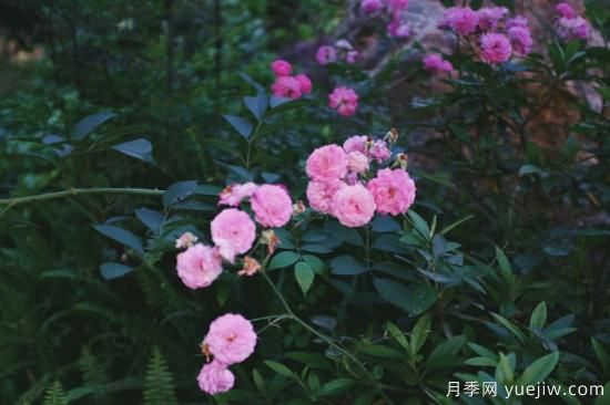 薔薇扦插***簡(jiǎn)單方法 薔薇花怎么扦插(圖2)