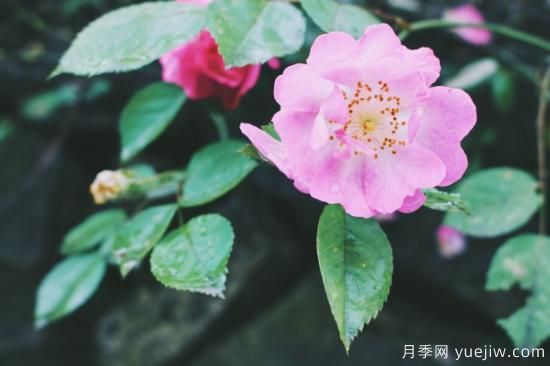 薔薇扦插***簡(jiǎn)單方法 薔薇花怎么扦插(圖3)