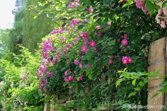 薔薇扦插***簡(jiǎn)單方法 薔薇花怎么扦插(圖4)