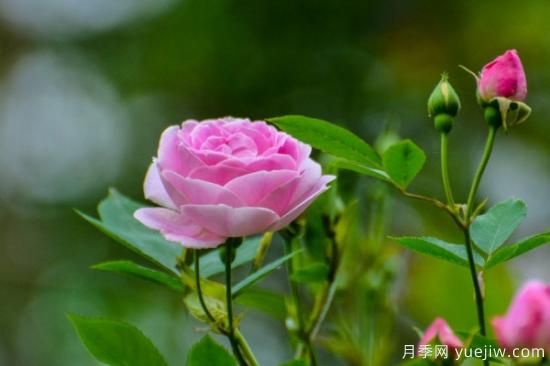 薔薇扦插***簡(jiǎn)單方法 薔薇花怎么扦插(圖1)