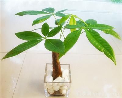 水培發(fā)財(cái)樹怎么養(yǎng)，發(fā)財(cái)樹水培技術(shù)要點(diǎn)(圖1)