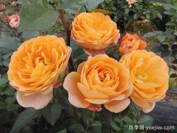 手把手教你養(yǎng)微型月季，學會了陽臺四季有花賞(圖1)