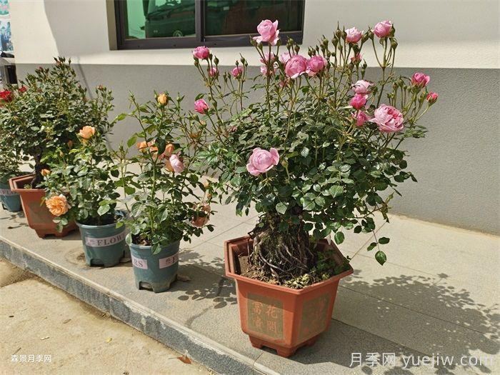 盆栽月季老是死？陽臺如何養(yǎng)好盆栽月季？(圖1)