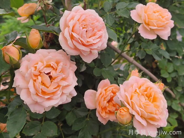 怎樣使盆栽月季交替開花？通過花期調(diào)控(圖1)