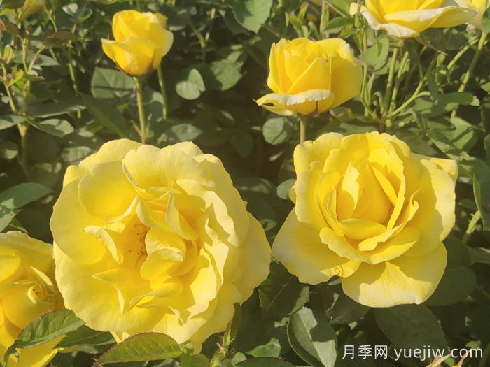 金鳳凰月季的優(yōu)缺點是什么？(圖2)
